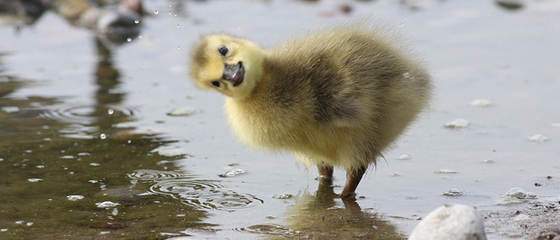 I'm not googling 'cock snorkling.' Have a duckling instead.